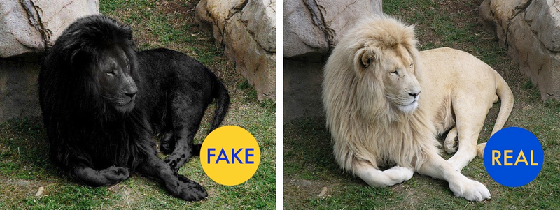 Illustration for article titled 76 Viral Images From 2015 That Were Totally Fake